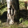Tree carved by members of the modern Darug community, Euroka Park